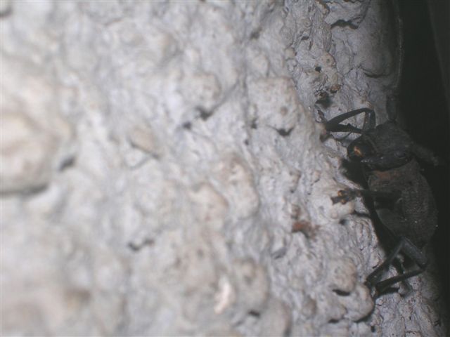 Femmina di Morimus asper nella legnaia